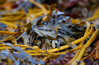 Abalone Farm Tour, Tasting and Coastal Seaweed Walk. Galway. Guided. 3