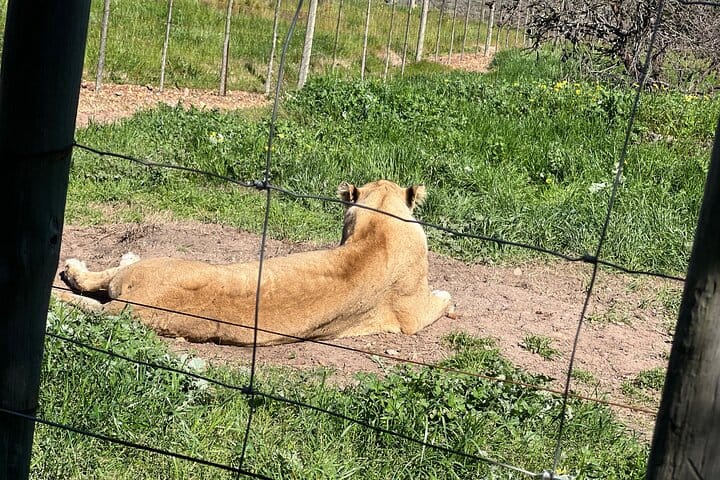 Giraffe Encounter and Lion Park with Wine Tasting in Stellenbosch