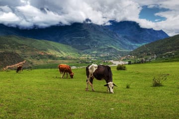 Tamang Heritage Homestay Trek in West Lantang Valley for 9 Days