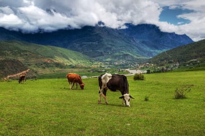 Tamang Heritage Homestay Trek in West Lantang Valley for 9 Days