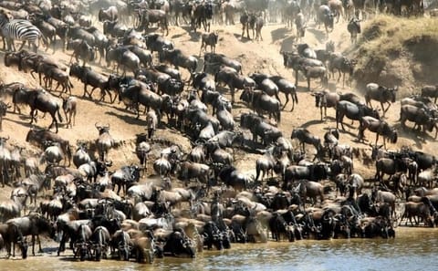 4-Day Masai Mara 4x4 Jeep Safari from Nairobi