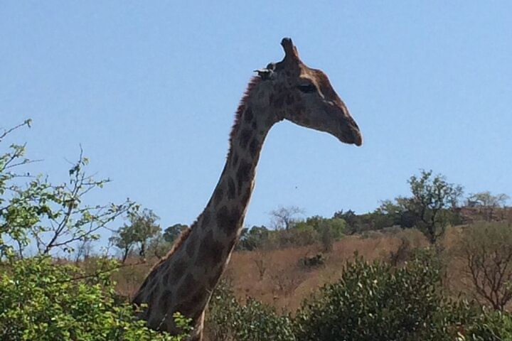 Giraffe with blue sky