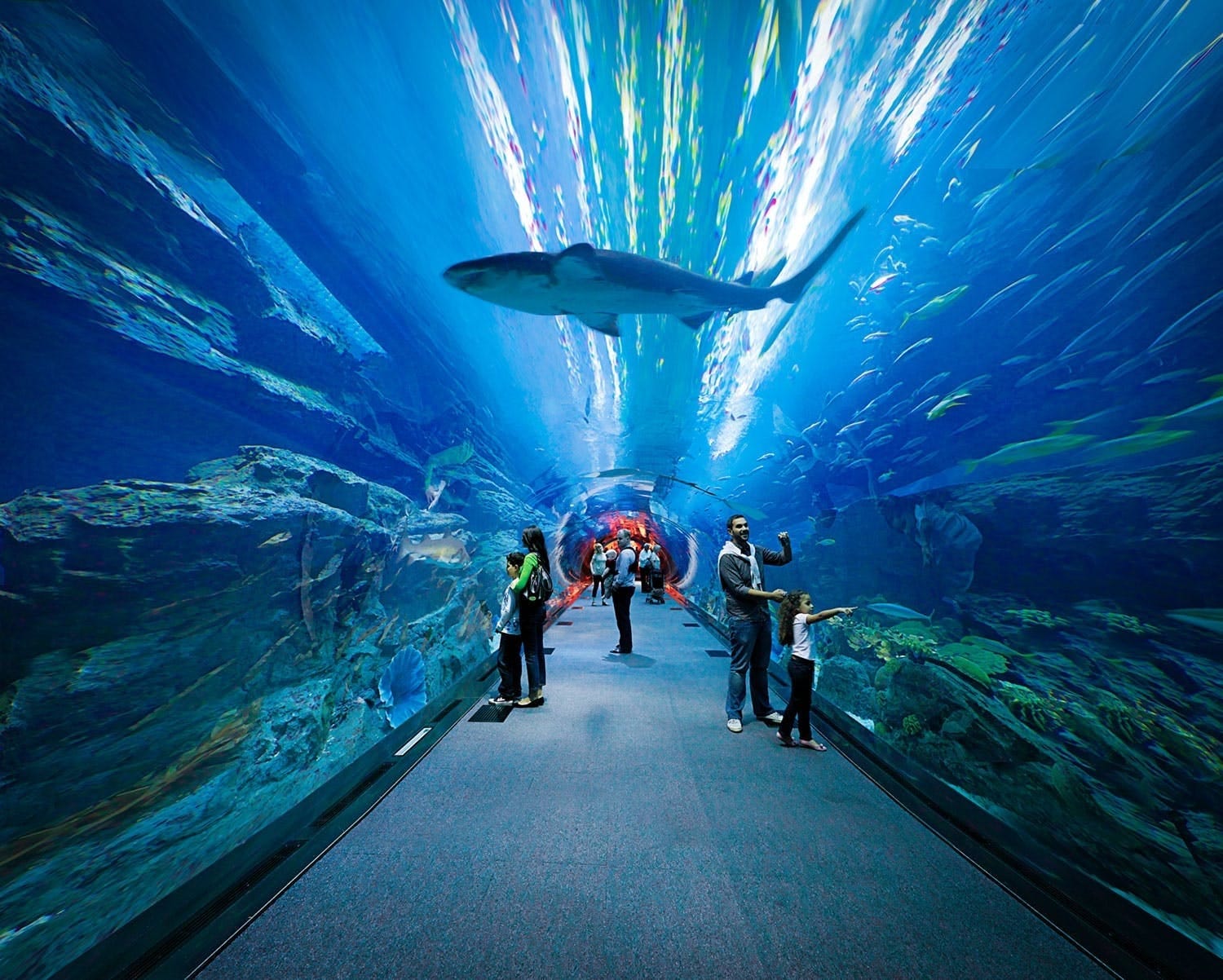 Dubai Mall Aquarium & Underwater Zoo Tickets