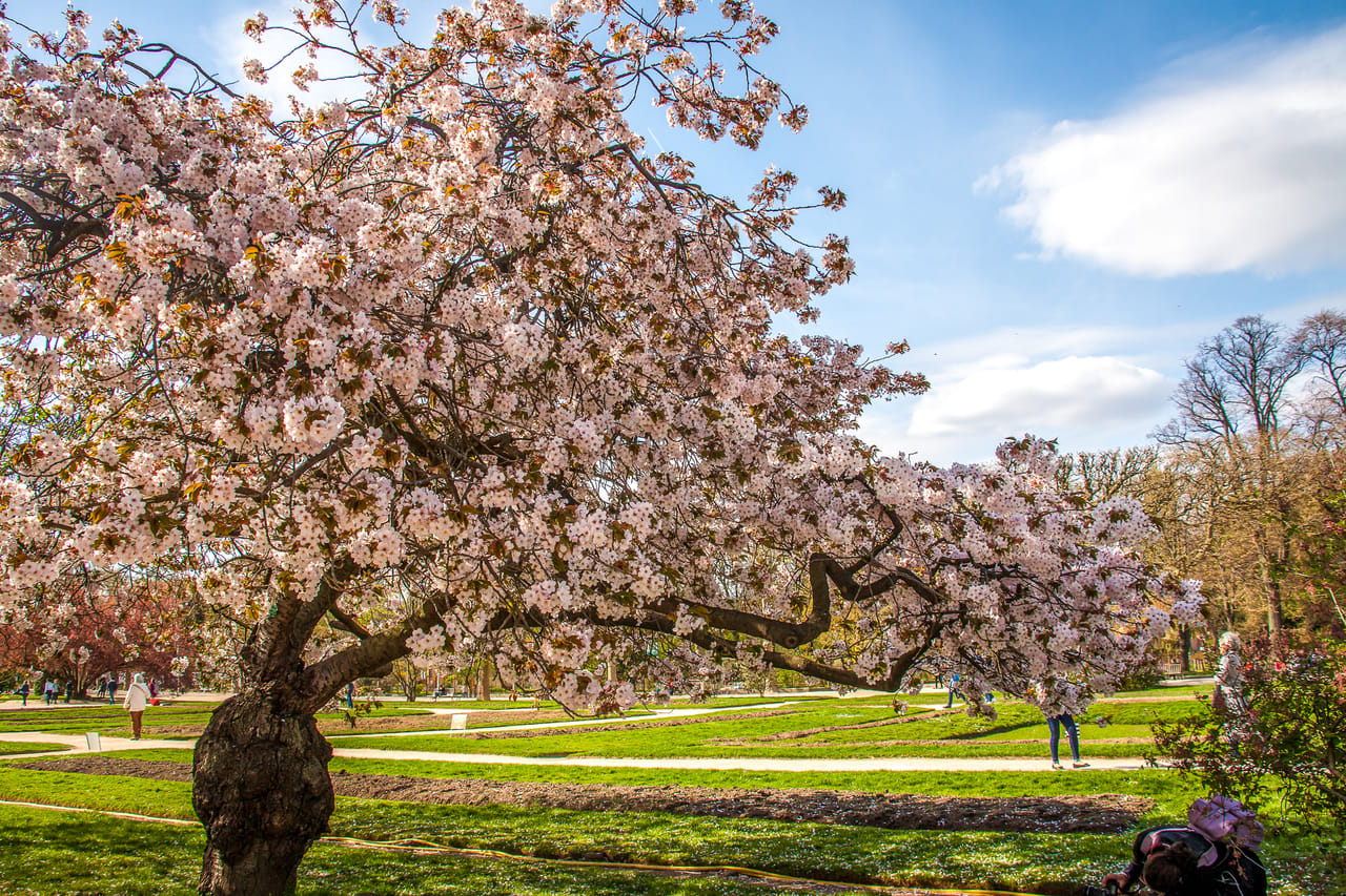 Stroll in the Jardin des Plantes (Botanical Garden) 3