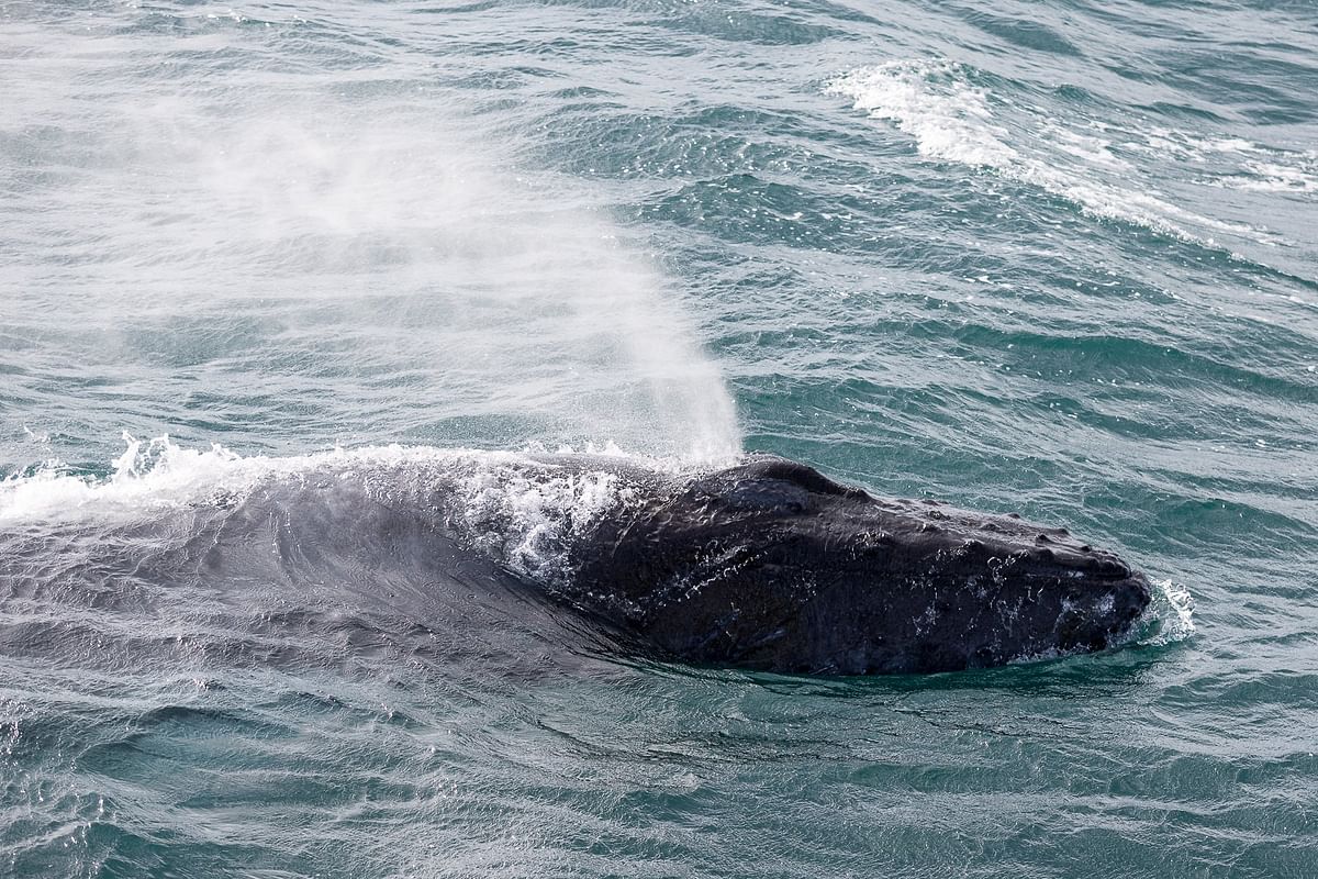 Whale Watching & Lava Show Reykjavik: Nature's Breathtaking Spectacle