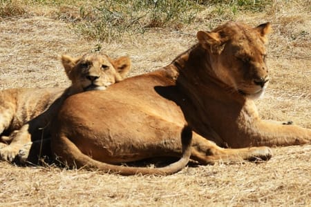 Nairobi National Park Game Drive: Experience Africa’s Wildlife Wonders