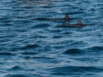 Lovina Dolphin Watching, Snorkeling and Waterfall Tour in Bali