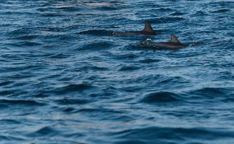 Lovina Dolphin Watching, Snorkeling and Waterfall Tour in Bali
