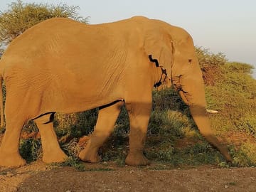 Lone male bull elephant