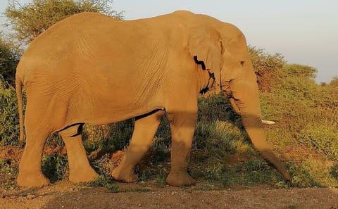 Private 6-Day Wildlife Photography Tour from Nairobi