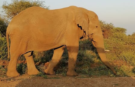 Private 6-Day Wildlife Photography Tour from Nairobi