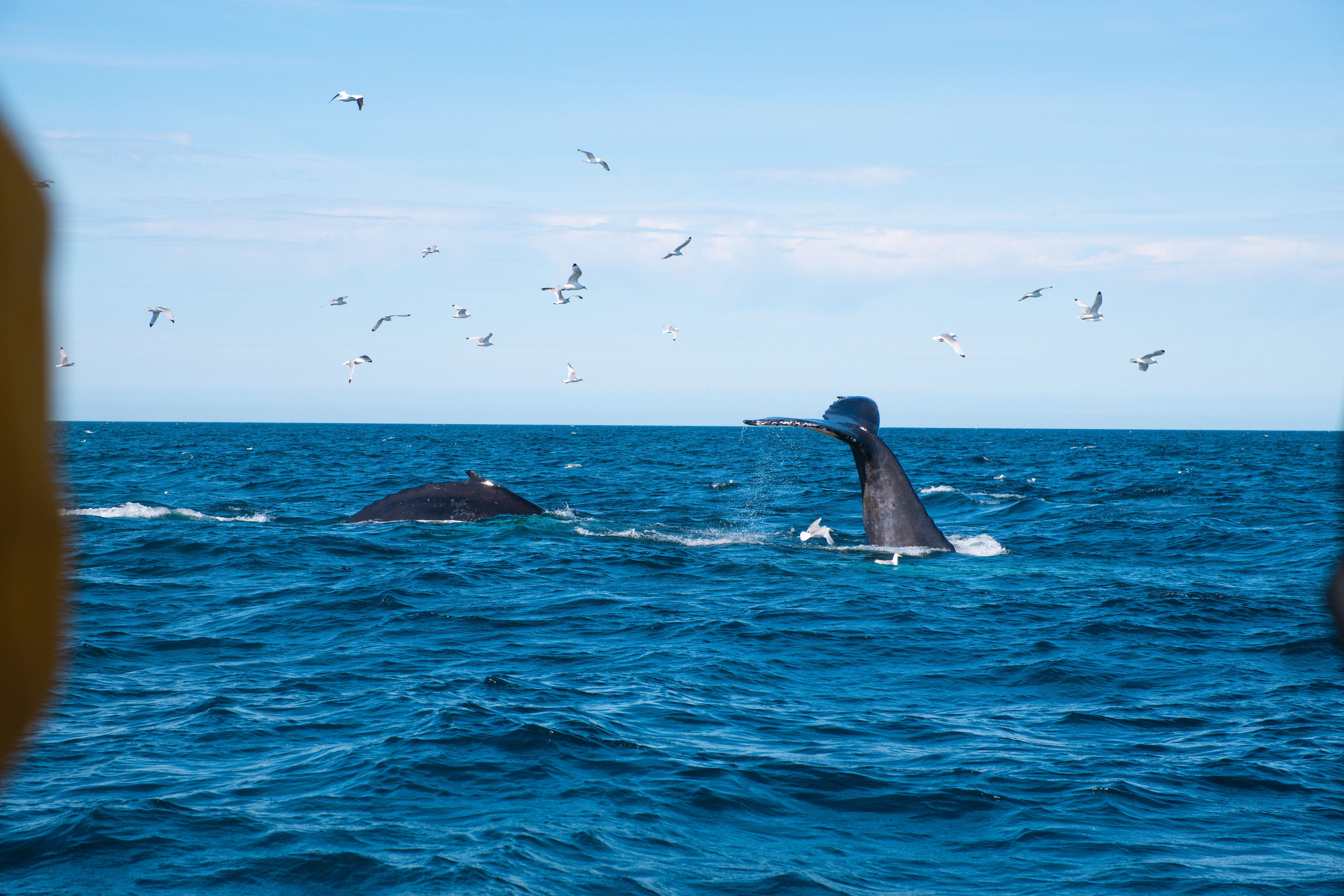 Whale surfacing in the ocean during a Reykjavík whale watching trip
