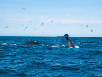 Wildlife adventures in Faxaflói Bay