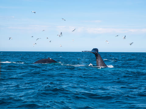 An Unforgettable Arctic Evening with Whales, Puffins & Endless Daylight