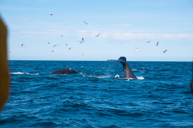 An Unforgettable Arctic Evening with Whales, Puffins & Endless Daylight