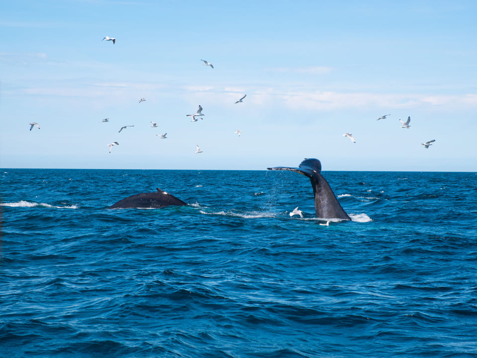 An Unforgettable Arctic Evening with Whales, Puffins & Endless Daylight — Reykjavik Sailors