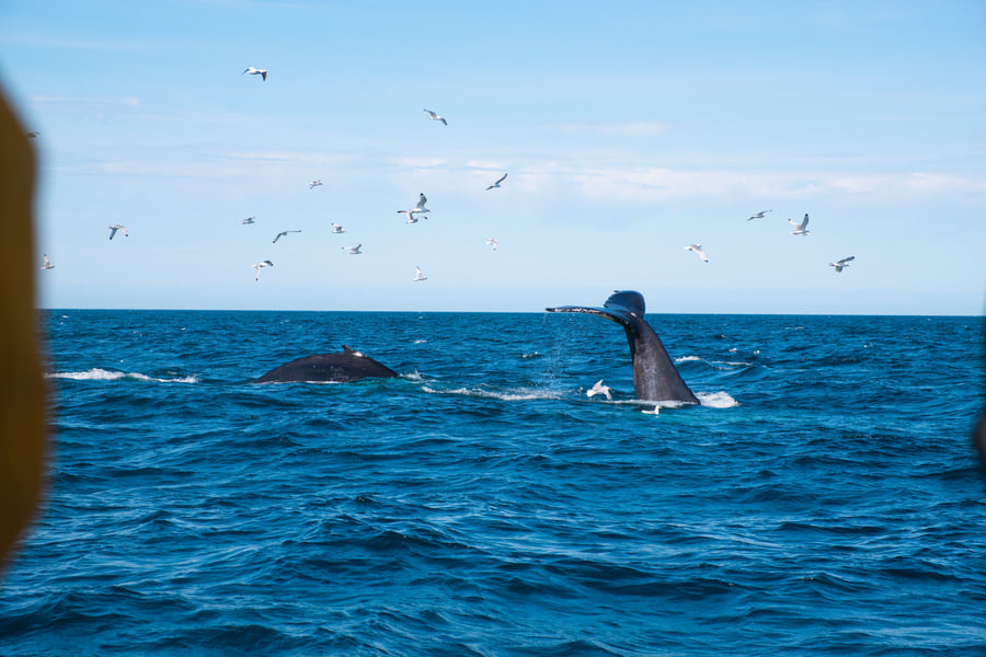 An Unforgettable Arctic Evening with Whales, Puffins & Endless Daylight