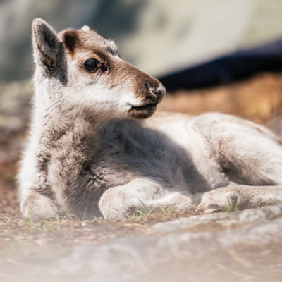 Taava Reindeer Farm – Reindeer & Lapland Traditions Year-Round