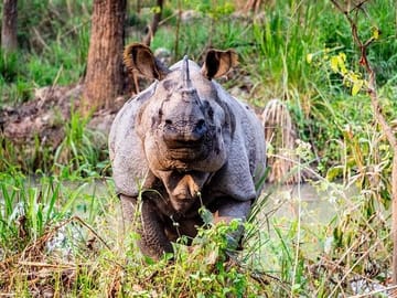 2-Day Wildlife Adventure Tour in Chitwan National Park from Kathmandu
