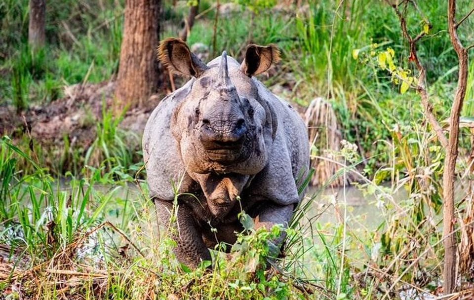 2 Day Chitwan National Park Tour from Kathmandu