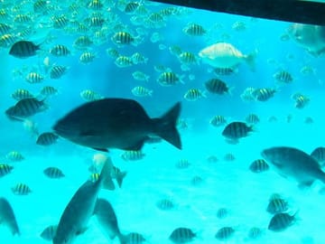 Glass Bottom Boat Tour and Wildlife Experience in Coxen Hole