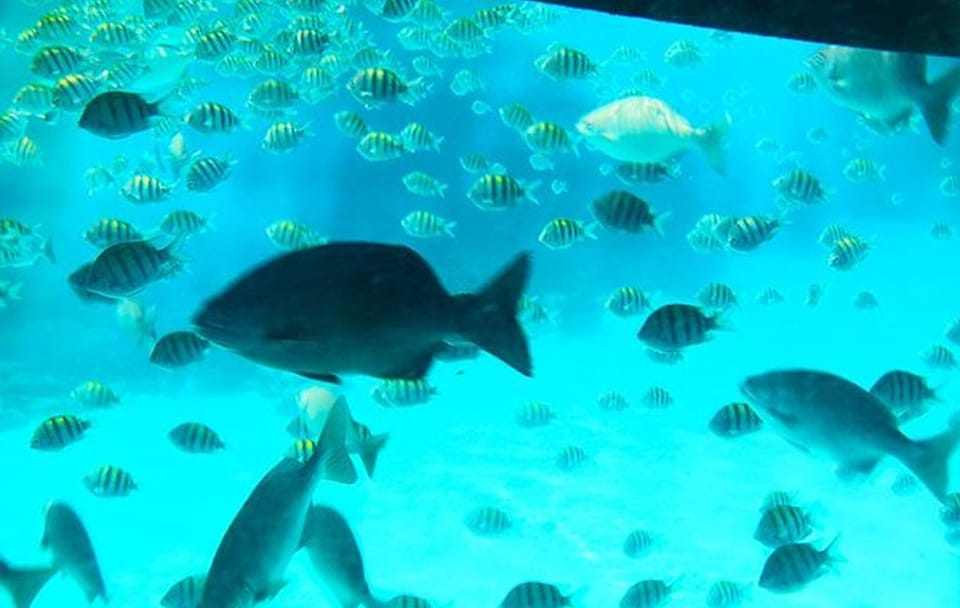 Glass Bottom Boat Tour and Wildlife Experience in Coxen Hole
