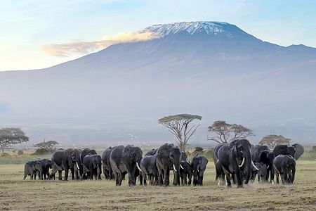 7 Days Taste of Kenya Safari Adventure on a 4×4 Land Cruiser Jeep