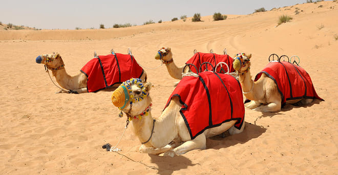 Morning Desert Wildlife Safari with Falconry Display from Dubai photo 6