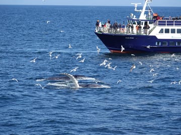 Whale Watching Tour in Downtown Reykjavík, Iceland