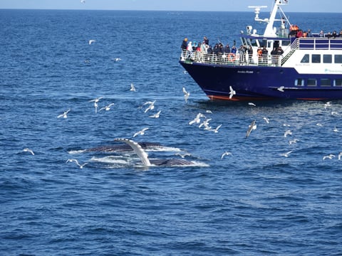 Whale watching - Downtown Reykjavík