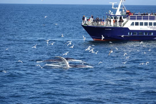 Whale watching - Downtown Reykjavík