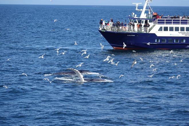 Whale watching - Downtown Reykjavík