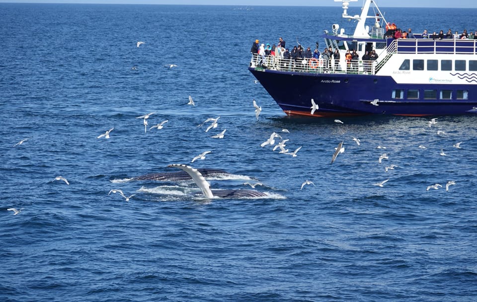 Whale Watching Tour in Downtown Reykjavík, Iceland