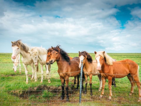 Golden Circle & Meet the Icelandic Horses - Small Group Minibus, photo 2