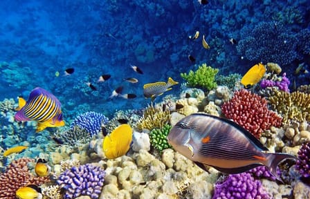 Semi Submarine Tour to Explore Sharm El Sheikh's Marine Life