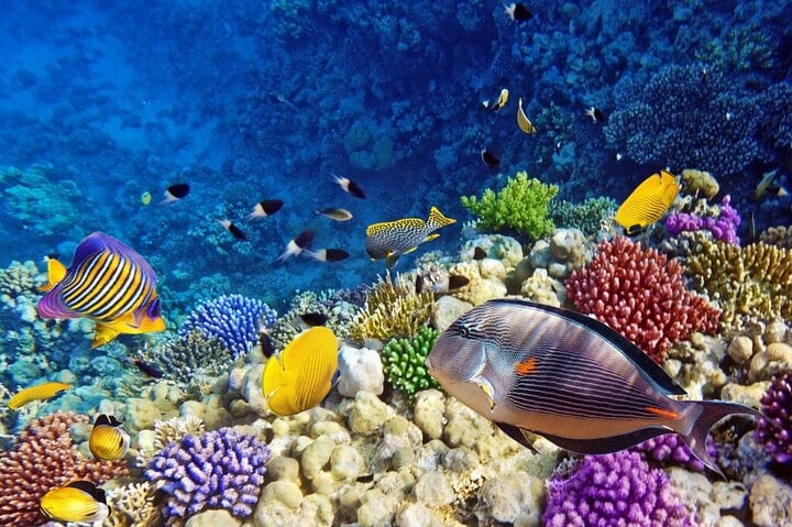  Semi Submarine Tour From Sharm El Sheikh  2