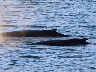 Akureyri Classic Whale Watching, photo 18