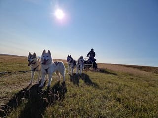 Siberian Husky dry land Dog sledding, photo 7