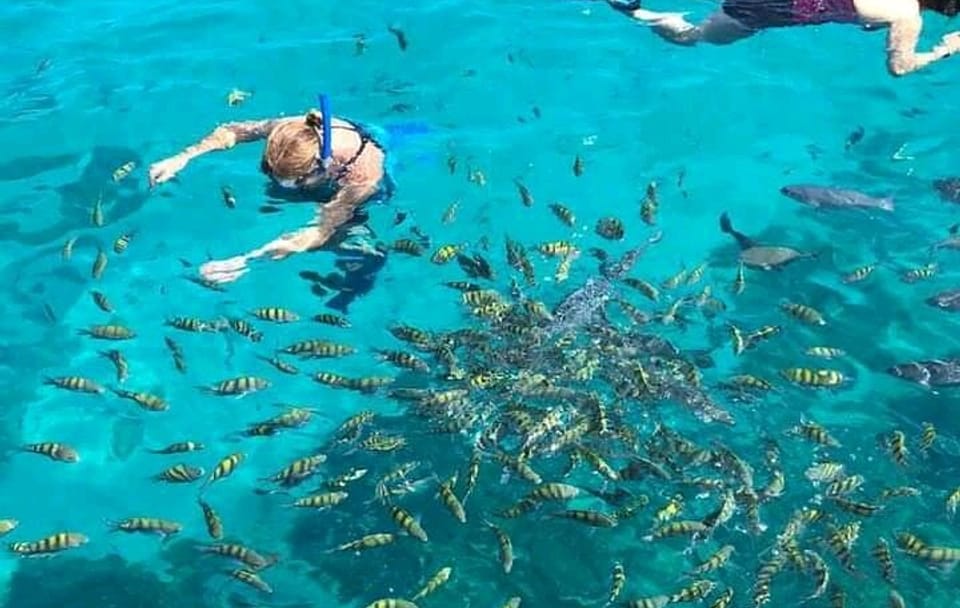 SHORE EXCURSION: Snorkeling By boat and Wildlife Encounter