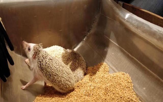 Admission to Hedgehog Cafe in Harajuku photo 3