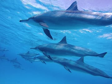 Snorkeling Safari in Mirissa