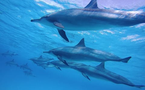 Snorkeling Safari in Mirissa