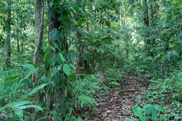 Corcovado National Park Day Adventure in Drake Bay