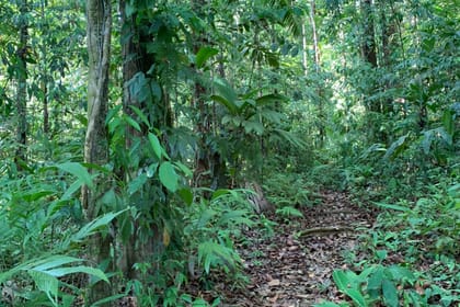 Paraiso verde Corcovado Day Tour