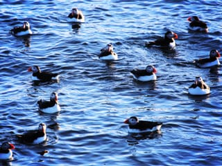 Several puffin swimming