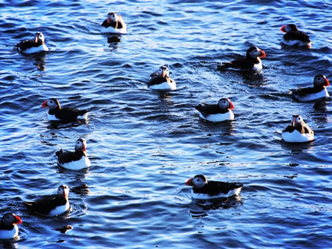Several puffin swimming