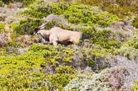 Eland-biggest entelope at Cape of Good Hope