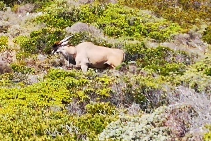 Eland-biggest entelope at Cape of Good Hope