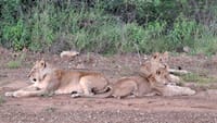CLASSIC 6 DAYS 5 NIGHTS AMBOSELI NAKURU MAASAI MARA SAFARI 5