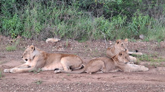CLASSIC 6 DAYS 5 NIGHTS AMBOSELI NAKURU MAASAI MARA SAFARI 5